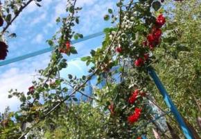 Гостевой дом Ирина