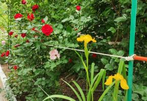 Дача Цикада